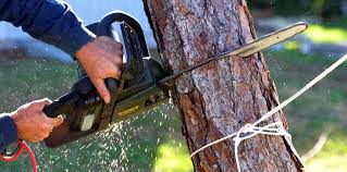Best Tree Maintenance Programs  in Haliimaile, HI